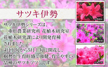 特産品 サツキ伊勢路紫 4本セット