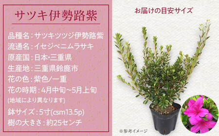 特産品 サツキ伊勢路紫 4本セット