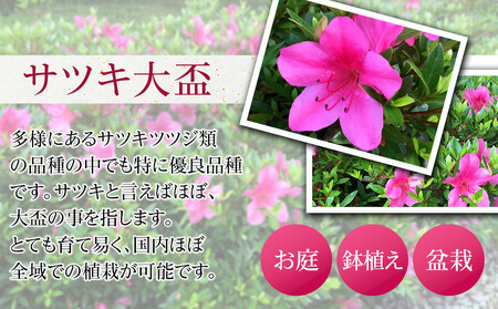 特産品の サツキツツジ大盃 15本セット