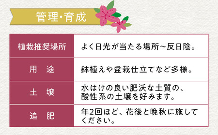 特産品の サツキツツジ大盃 15本セット