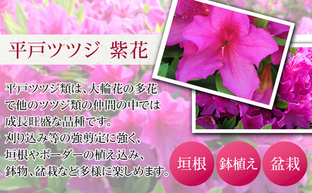 特産品 ヒラトツツジ紫花 15本セット