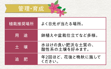 特産品 ヒラトツツジ紫花 15本セット
