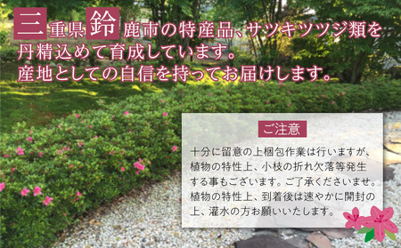 特産品 ヒラトツツジ紫花 15本セット