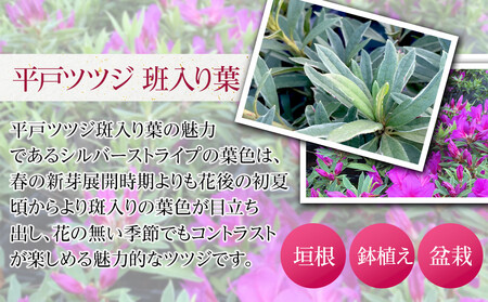 特産品 平戸ツツジ斑入り葉 4本セット