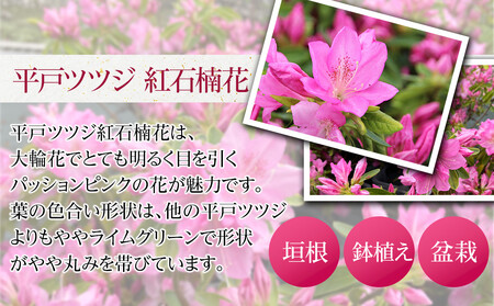 特産品 平戸ツツジ 紅石楠花 4本セット