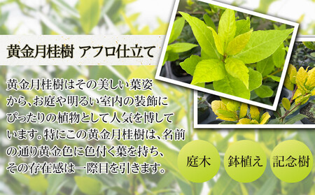 黄金月桂樹　アフロ仕立て