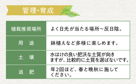 黄金月桂樹　アフロ仕立て