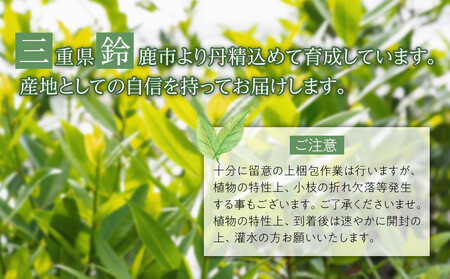 黄金月桂樹　アフロ仕立て