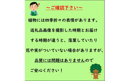 四季咲き木犀(モクセイ)樹高約1m 取扱説明書付き