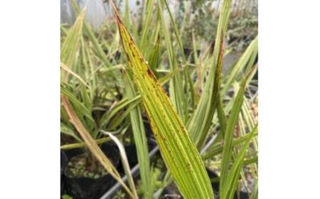 ココスヤシ 7号(21cm) 鉢カバー 常緑樹 (ガーデニング用)