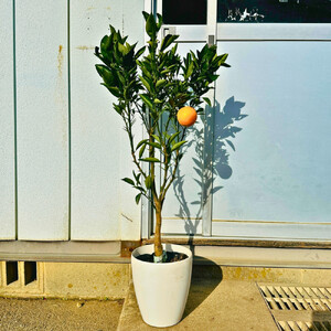 【2026年5月中旬から発送】みかんの苗木 せとか 7号 鉢カバー 果樹苗(ガーデニング用)