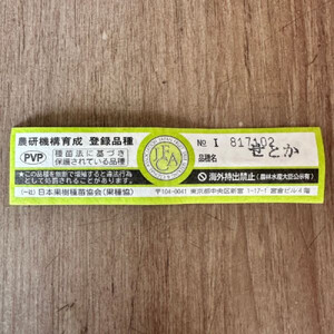 【2026年5月中旬から発送】みかんの苗木 せとか 7号 鉢カバー 果樹苗(ガーデニング用)