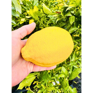 ＜2026年5月中旬頃発送＞レモンの木(璃の香)りのか 7号鉢カバー(ガーデニング用)