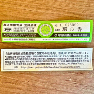 ＜2026年5月中旬頃発送＞レモンの木(璃の香)りのか 7号鉢カバー(ガーデニング用)