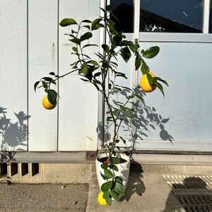 【2026年5月中旬～発送】レモンの木 マイヤーレモンの苗木 7号鉢カバー実付きのいい品種(ガーデニング用)