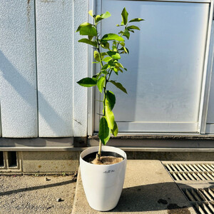 【2026年5月中旬～発送】レモンの木 マイヤーレモンの苗木 7号鉢カバー実付きのいい品種(ガーデニング用)