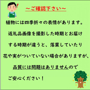 【2026年5月中旬～発送】レモンの木 マイヤーレモンの苗木 7号鉢カバー実付きのいい品種(ガーデニング用)
