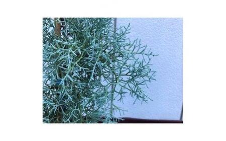 銀白色に輝く!ブルーアイス 大人色のコニファー〈プラス樹〉