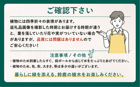 【産地直送】元気なタマリュウ(7.5pot)60本セット[約1.5平方メートル分]