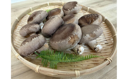 肉厚ぷりぷり!食べ応え抜群!不揃いで様々な用途に!「キレイな」しいたけ1kg!