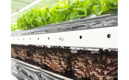 肉厚ぷりぷり!食べ応え抜群!不揃いで様々な用途に!「キレイな」しいたけ1kg!