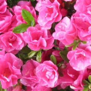 珍しい!年に2度咲くバラ咲きツツジ6号(18cm)鉢植え  (ガーデニング用)【1007745】