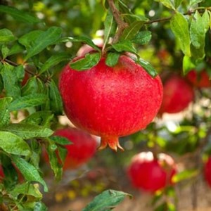 大実ザクロ・カリフォルニアザクロ》美容と健康に人気の果樹苗 (庭木