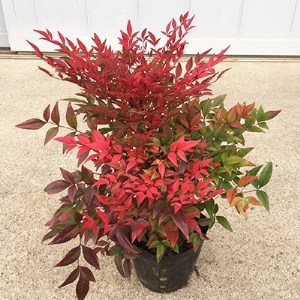 珍しい!海外から元気な南天2品セット【1036761】