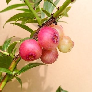 ピンクの果実 ハイブリッドブルーベリー ピンクレモネード　(庭木・果樹)【1036825】