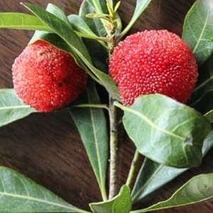 果樹園 家庭菜園向き 100円玉大の大実ヤマモモ 秀峰 接木苗 庭木 果樹 三重県鈴鹿市 ふるさと納税サイト ふるなび