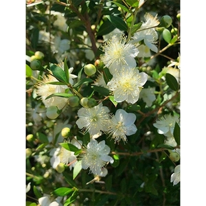 芳香のある白い花　ギンバイカ(銀梅花)〈プラス樹〉【1100266】