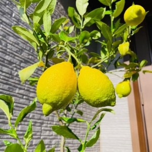 【2024年5月中旬頃発送】レモンの木 果樹苗7号鉢カバーリスボンレモン自宅で収穫(ガーデニング用)【1136893】