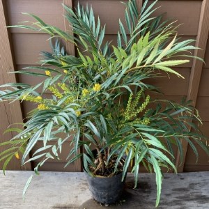 お庭を彩る植栽セット 低木4種7本セット 三重県鈴鹿市 ふるさと納税サイト ふるなび