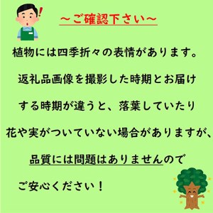 月桂樹(ゲッケイジュ) 育てやすい常緑樹　〈プラス樹〉【1270019】