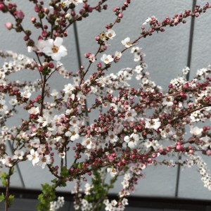 春の訪れを告げてくれる 可憐なピンクユキヤナギ プラス樹 三重県鈴鹿市 ふるさと納税サイト ふるなび