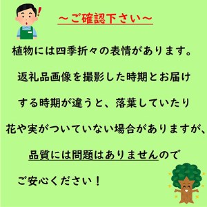 紅葉が美しい♪イロハモミジ(小)樹高約1m　取扱説明書付き【1036893】