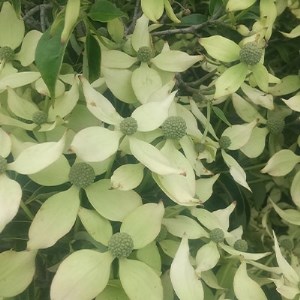 常緑ヤマボウシ『ホンコンエンシス』『樹高約155㎝花芽ギッシリ