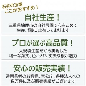 タマリュウ80個　 ポット【三重県産】タマリュウ専門店【1278379】