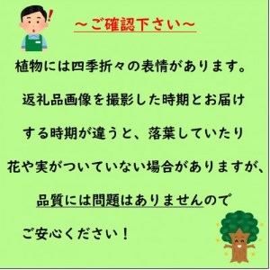 昔ながらのイチジクを育てませんか?　イチジク　ドーフィン(庭木・果樹)【1367730】