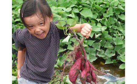 む～む～まるしぇの干いも3袋（シルクスィート）