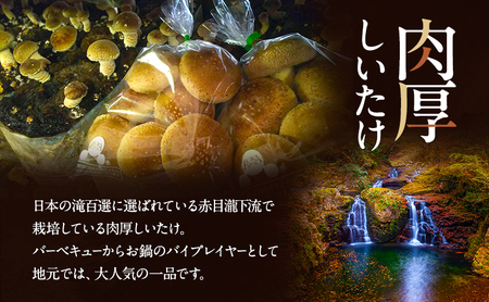 赤目滝清流で栽培した肉厚しいたけ(菌床)800g 椎茸 三重県産