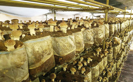 赤目滝清流で栽培した肉厚しいたけ(菌床)800g 椎茸 三重県産