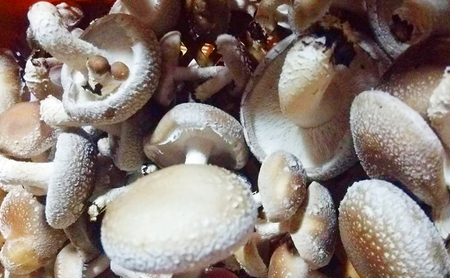 赤目滝清流で栽培した肉厚しいたけ(菌床)800g 椎茸 三重県産