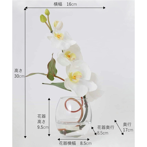 アートフラワー エミリオ・ロバ ファレノプシスS-a TTNTS52100