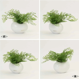 アートフラワー エミリオ・ロバ アジアンタム TTTTA03070