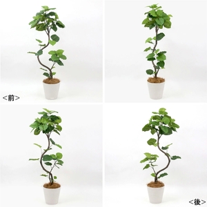 アートフラワー エミリオ・ロバ ウンベラータ TUTTA85750