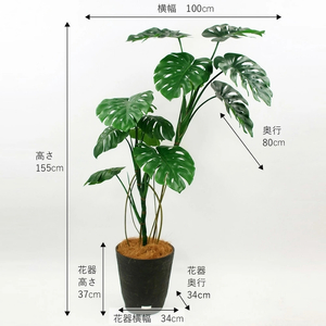 アートフラワー エミリオ・ロバ モンステラ(根付き）TUTTA06750