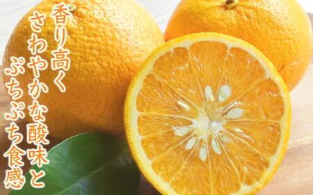 【先行予約 3月出荷】 おわせの雨夏(あまなつ) 5kg 無農薬 ワックス・防腐剤不使用 木成り 完熟 甘夏 ギフト 贈答 日用 でも使える 三重 尾鷲 の 柑橘 特産品 TK-12