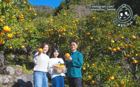 【先行予約 3月出荷】 おわせの雨夏(あまなつ) 10kg 無農薬 ワックス・防腐剤不使用 木成り 完熟 甘夏 ギフト 贈答 日用 でも使える 三重 尾鷲 の 柑橘 特産品 TK-15