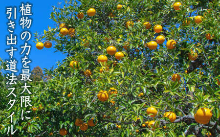 【先行予約 4月出荷】 おわせの雨夏(あまなつ) 10kg 無農薬 ワックス・防腐剤不使用 木成り 完熟 甘夏 ギフト 贈答 日用 でも使える 三重 尾鷲 の 柑橘 特産品 TK-16